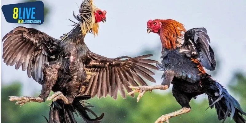 Luật đá gà miền Bắc để làm gì?