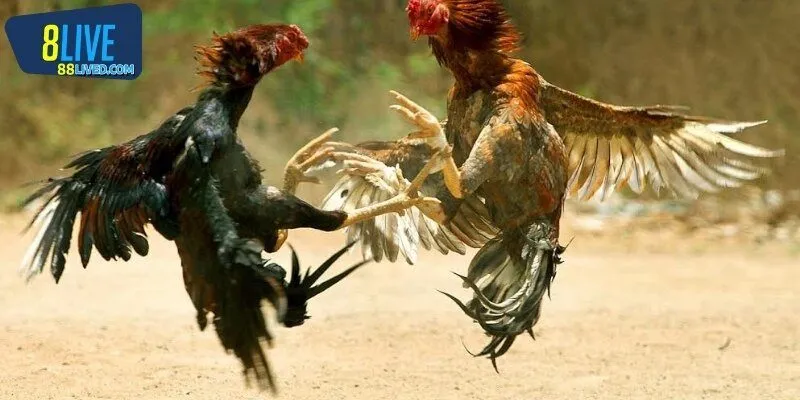 Tổng quan về kèo đá gà tại nhà cái