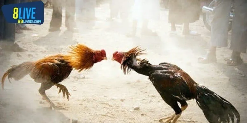 Hướng dẫn tính điểm chi tiết trong luật đá gà miền Nam