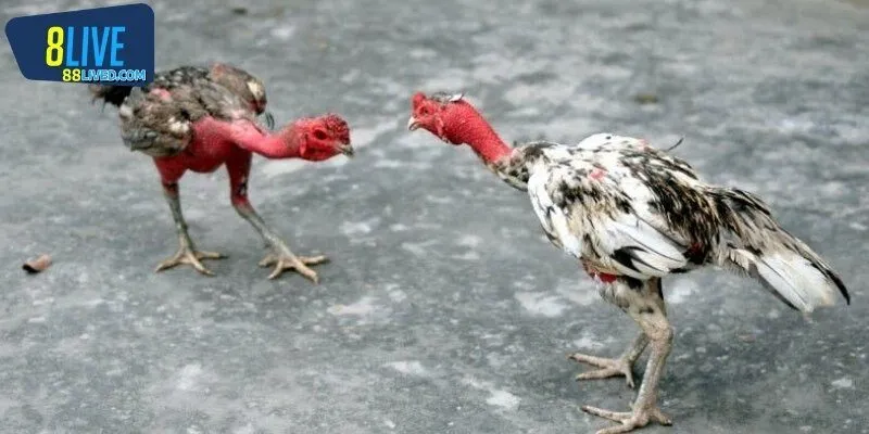 Soi nhanh đánh lẹ với kèo cược