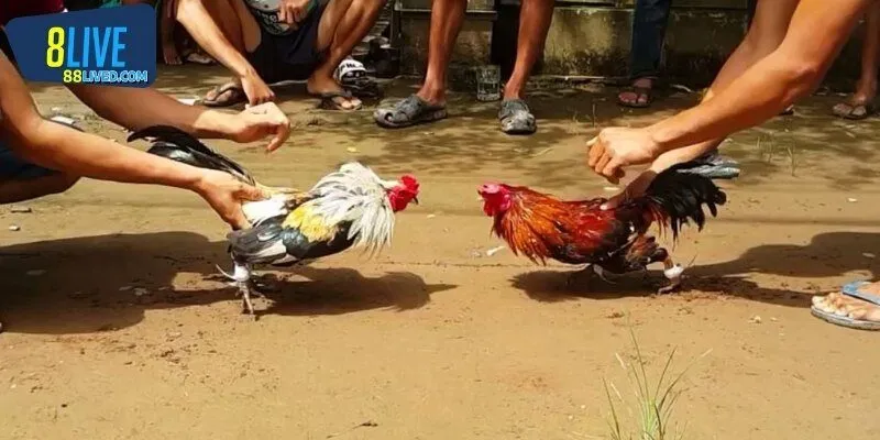 Kinh nghiệm nên áp dụng khi đã nắm rõ luật đá gà miền Bắc