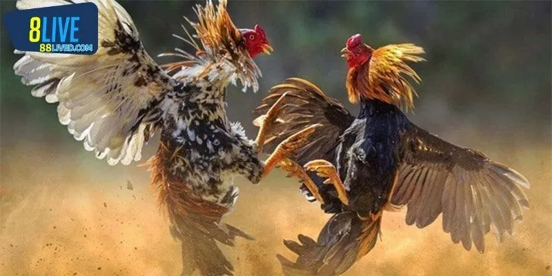 Điểm nên chú ý về luật đá gà miền Nam